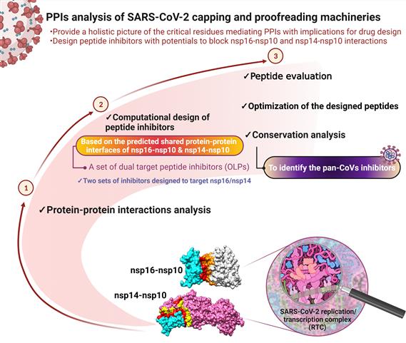 Designing pan-coronavirus peptide inhibitors